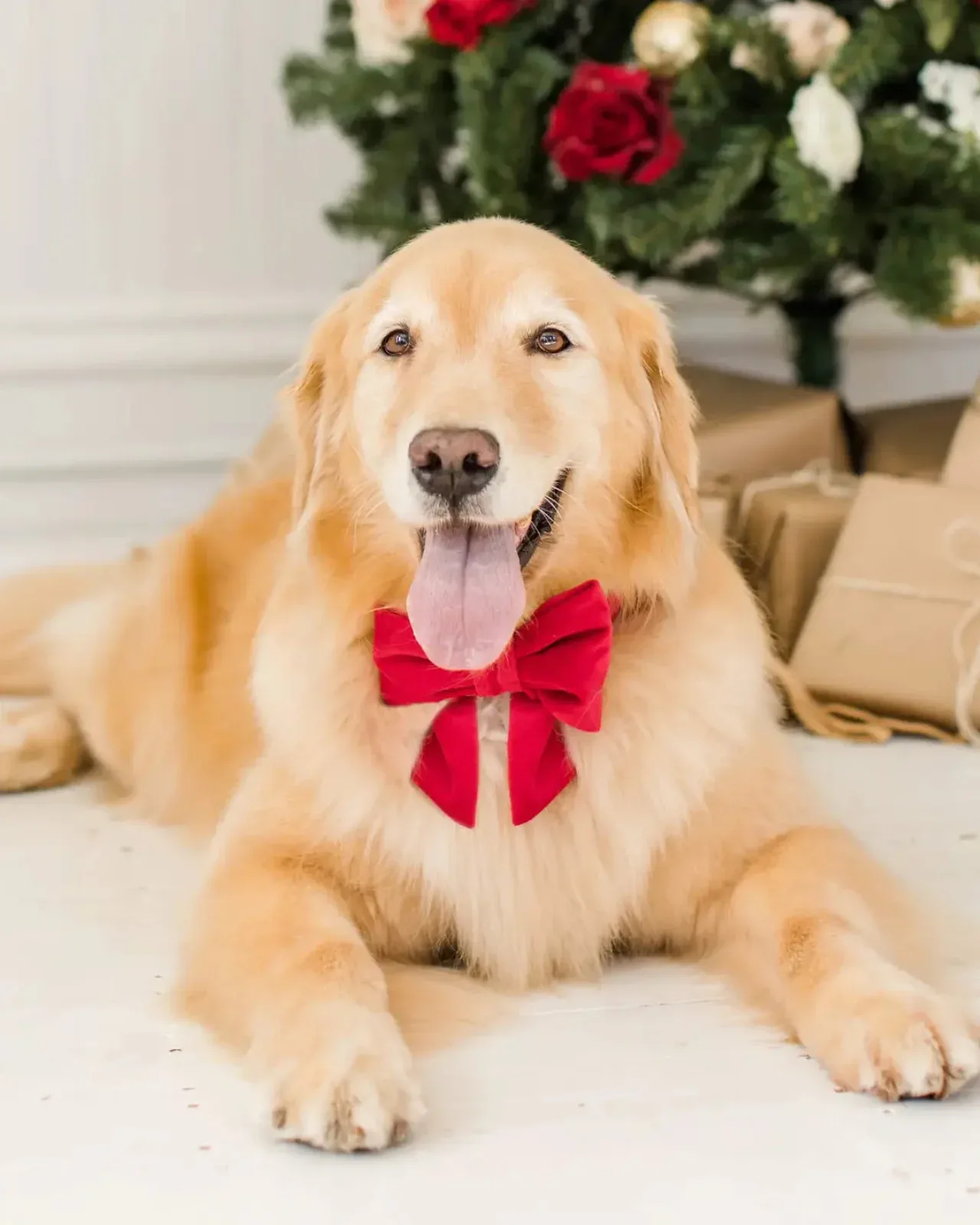 Cranberry Velvet Dog Bow (Made in the USA)