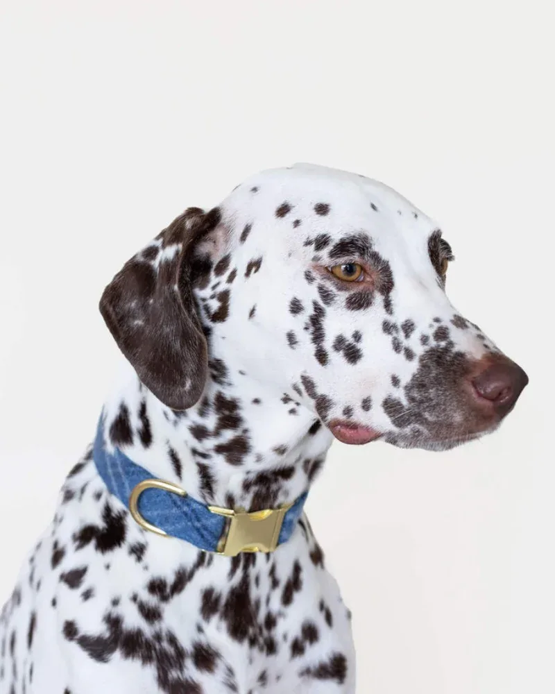 Harbor Plaid Flannel Dog Collar (Made in the USA)<>(FINAL SALE) - Image 2