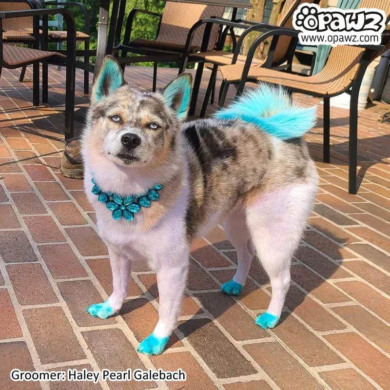 Permanent Dog Hair Dye Lamarius Blue 8oz by Opawz - Image 2