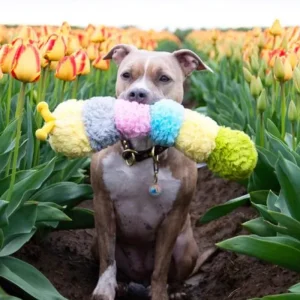Pastel Caterpillar Jumbo Dog Toy (FINAL SALE)