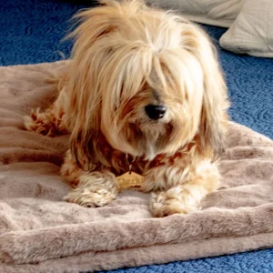 Mini Faux Fur Brady Dog Blanket in Taupe