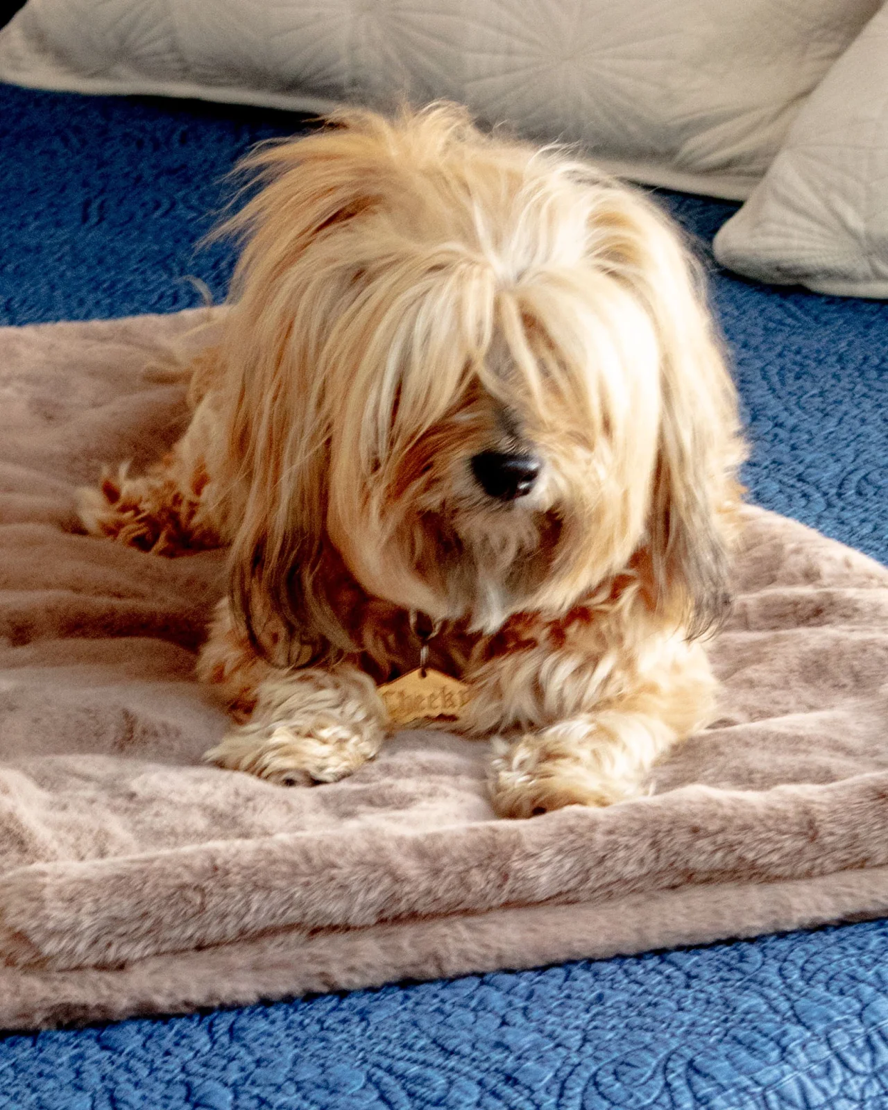 Mini Faux Fur Brady Dog Blanket in Taupe