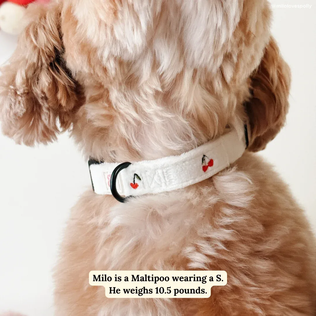 Cherry Cute Collar - Image 2