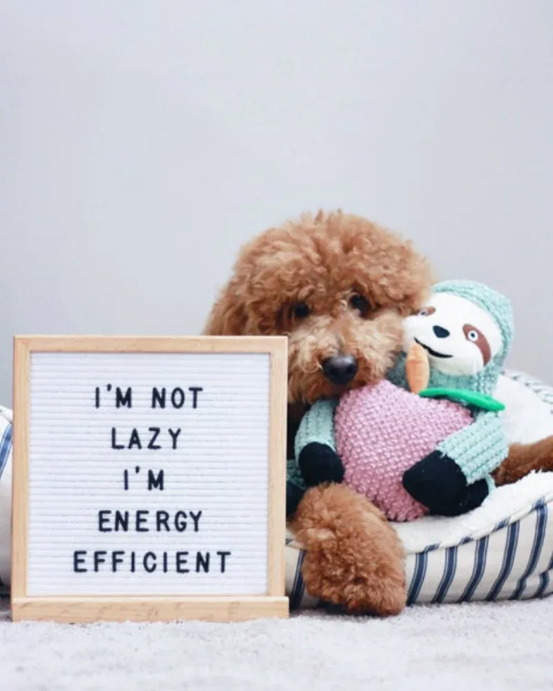 Sydney the Sloth Crunchy Plush Dog Toy - Image 2