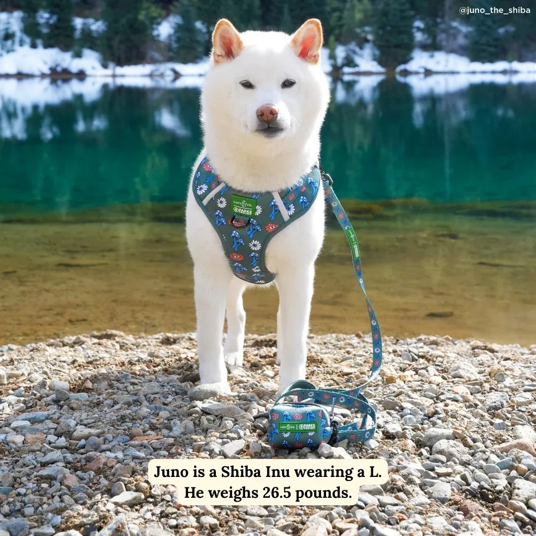 Lucy & Co. x Parks Project Power to the Parks Leash - Image 2