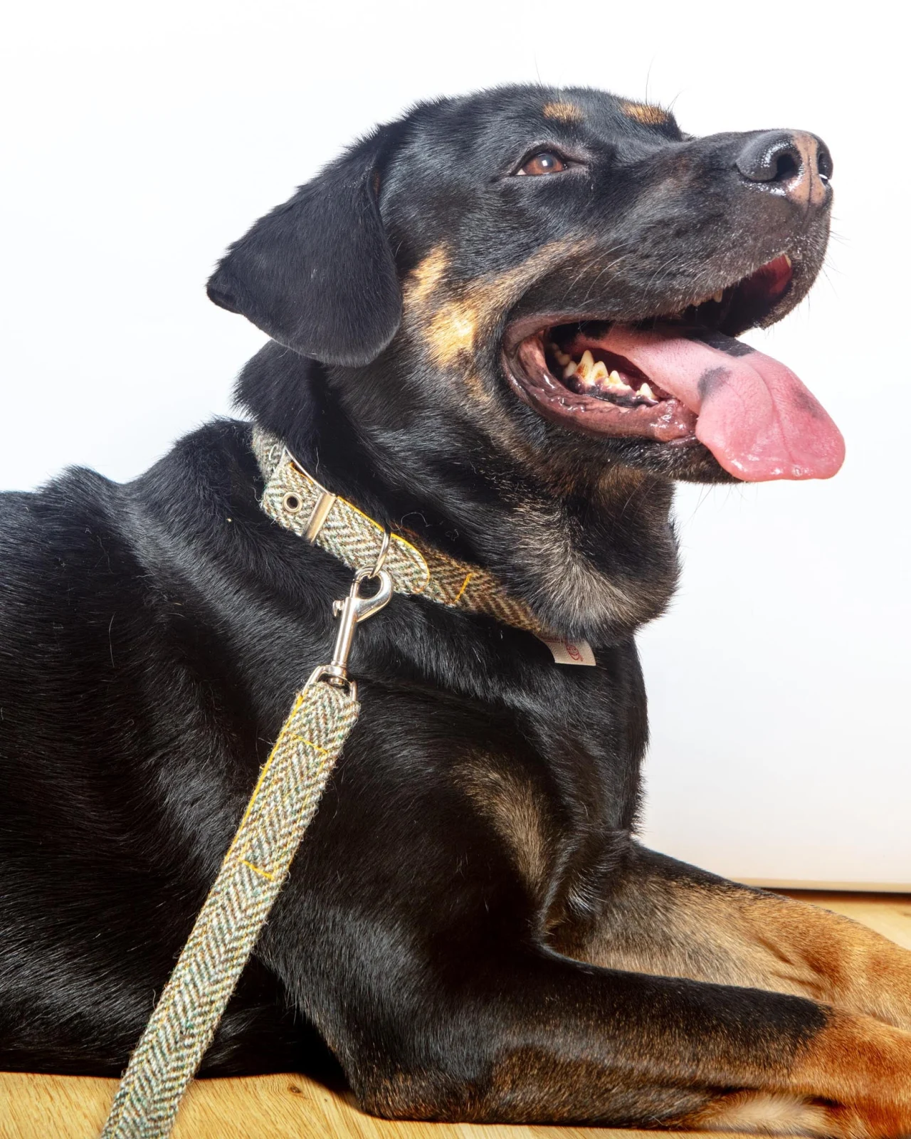 Eriskay Harris Tweed Dog Collar (FINAL SALE) - Image 2