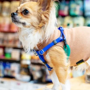 Mini Freedom Dog Harness in Kelly Green + Royal Blue (Made in the USA)