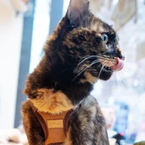 Comfort Dog Harness in Tan