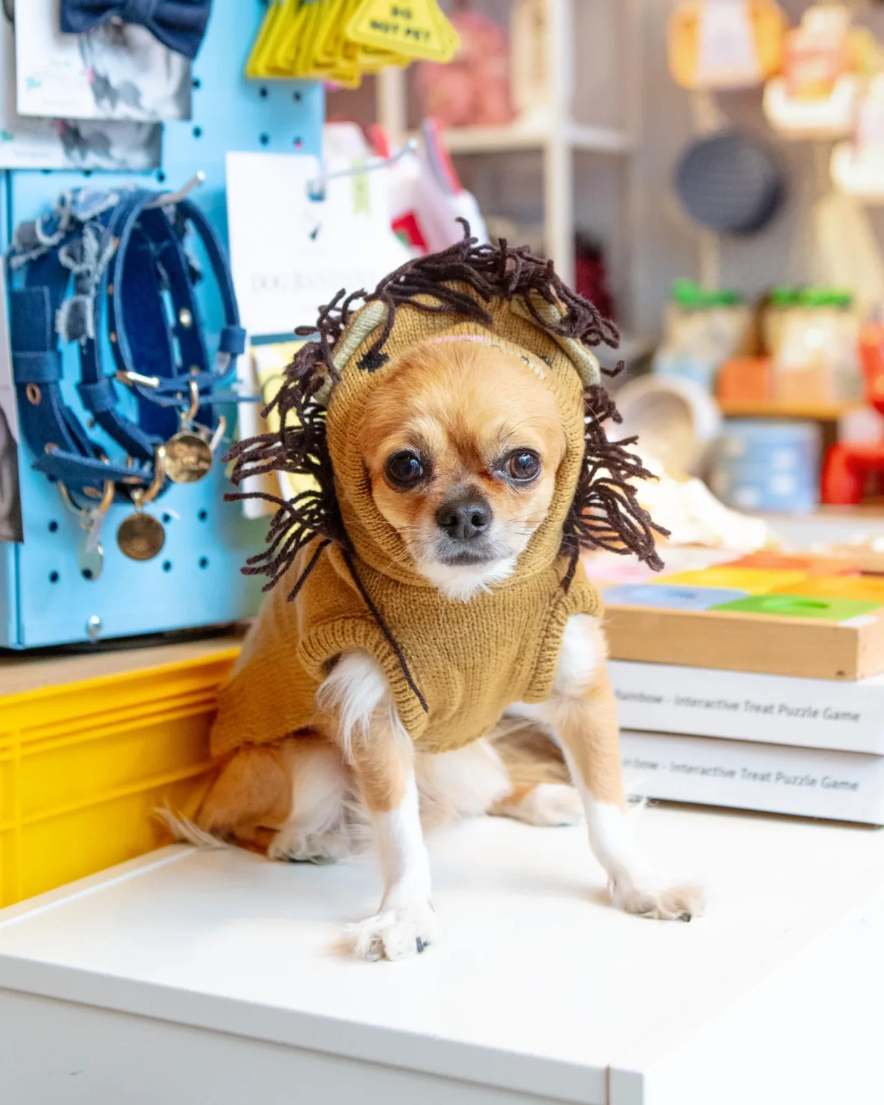 Cecil the Lion Knit Dog Hoodie
