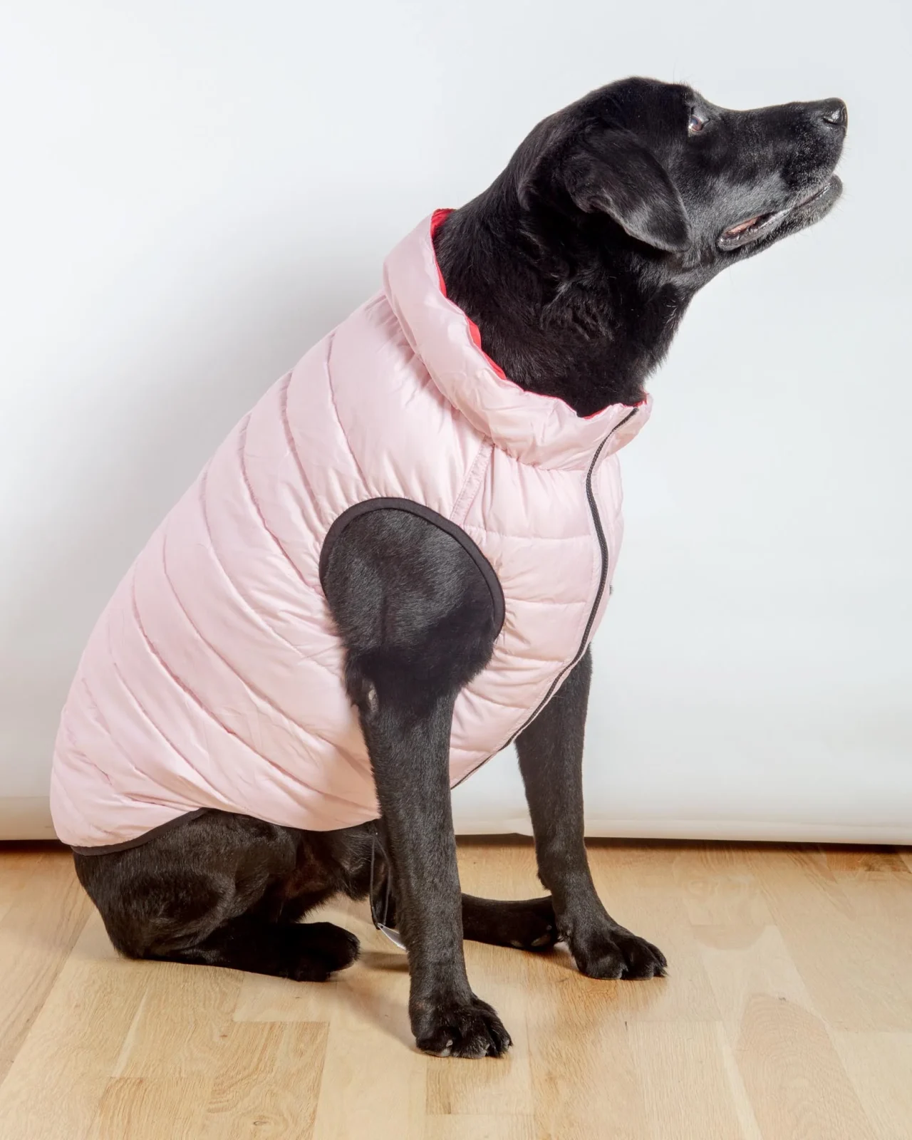 Reversible AiryVest in Strawberry + Blush (DOG & CO. Exclusive) (FINAL SALE) - Image 2