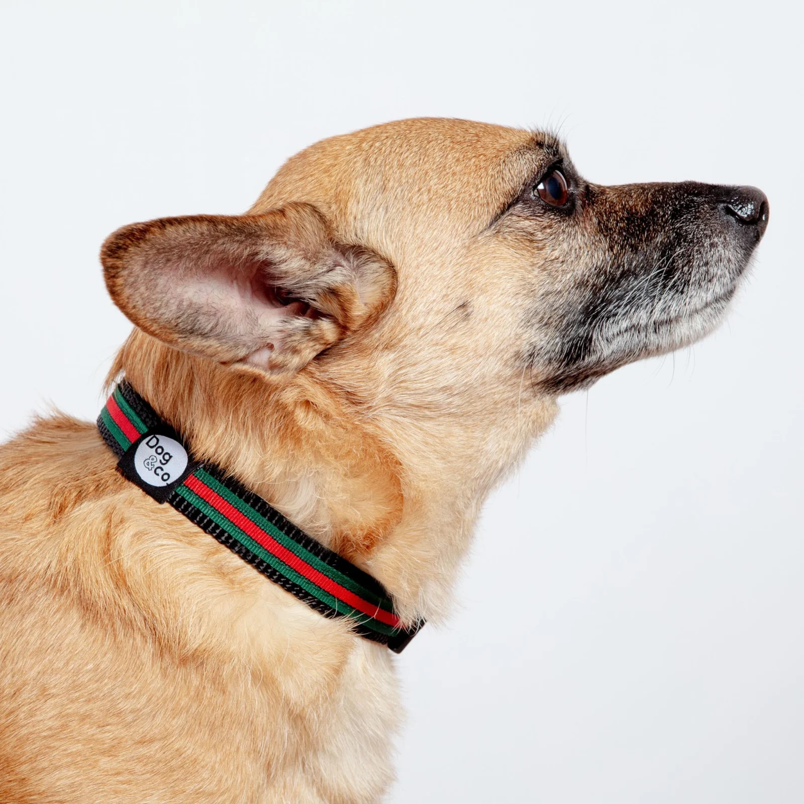 Luxe Green & Red Stripe Dog Collar (Made in NYC) - Image 2