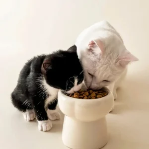 Elevated Pet Food Bowl in Creamy Beige