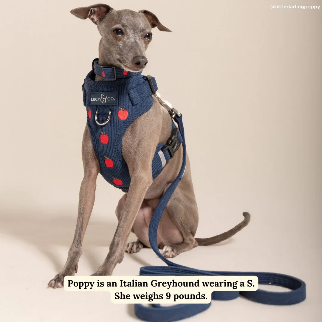 Appley Ever After Corduroy No-Pull Harness - Image 2
