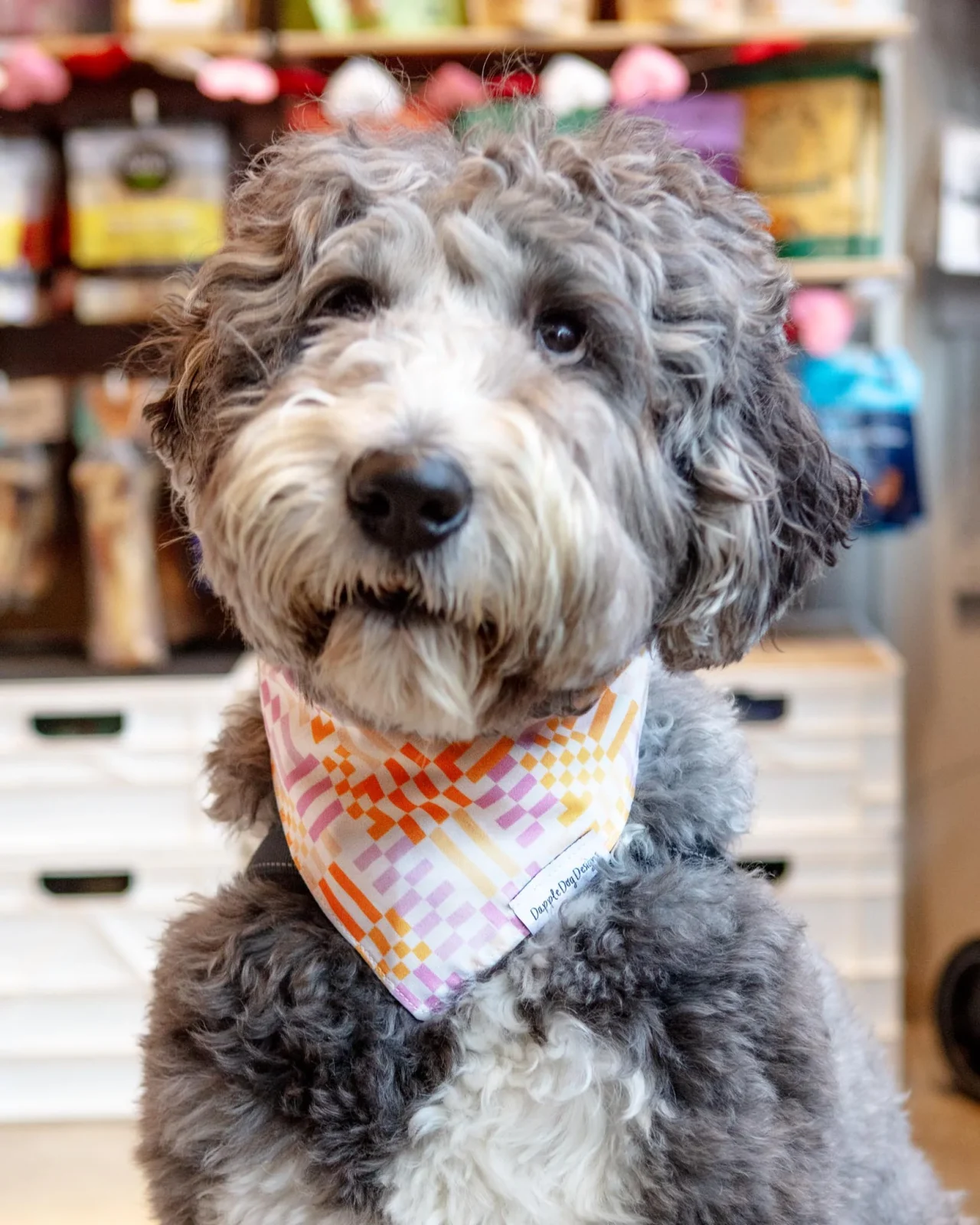 Stay Groovy Dog Bandana (Made in the USA) (FINAL SALE) - Image 2