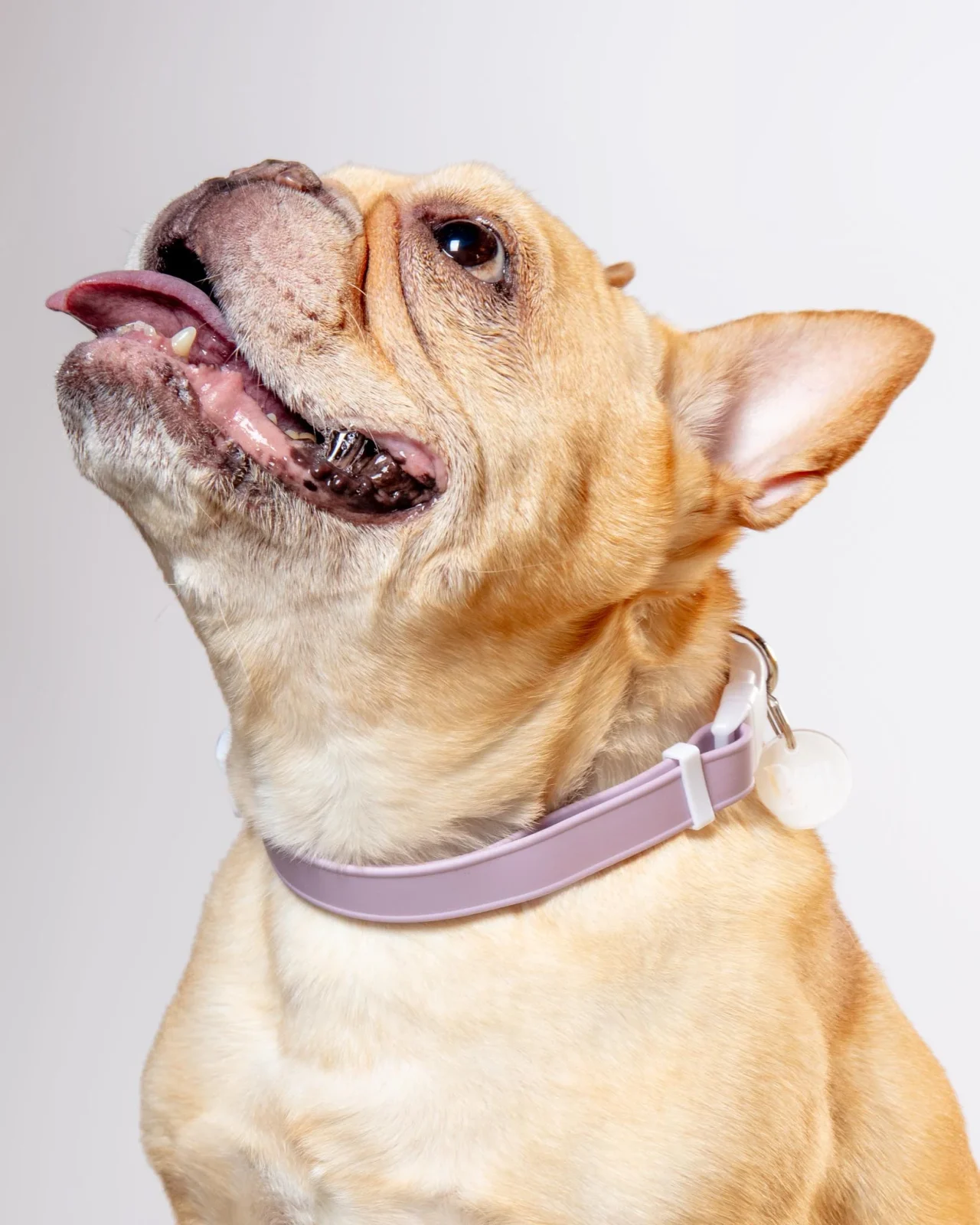 A Walk in the Park Dog Collar in Lilac - Image 2