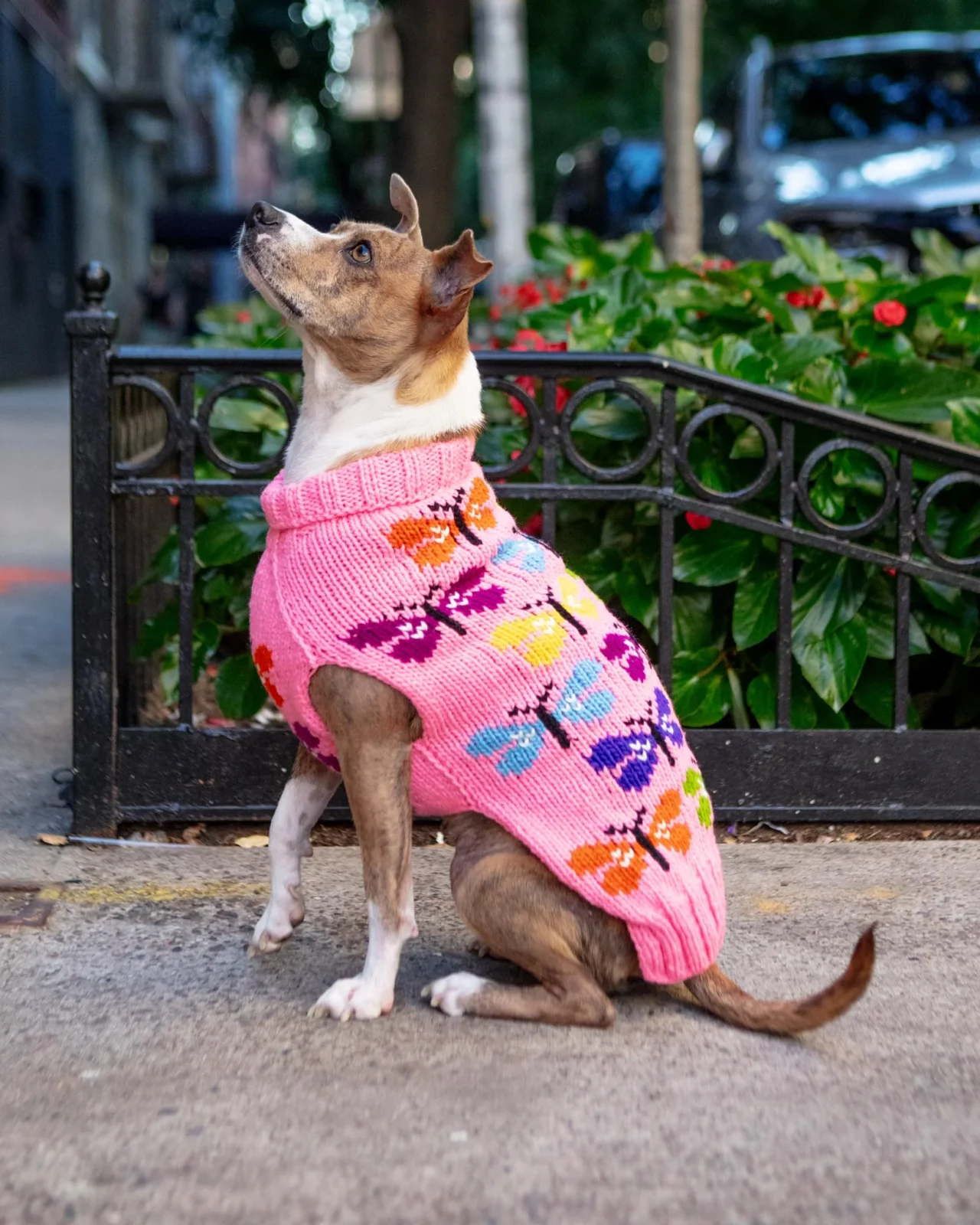 Butterfly Wool Dog Sweater