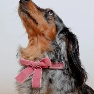 Velvet Dog Bow Collar Set in Primrose Pink (Made in the USA)