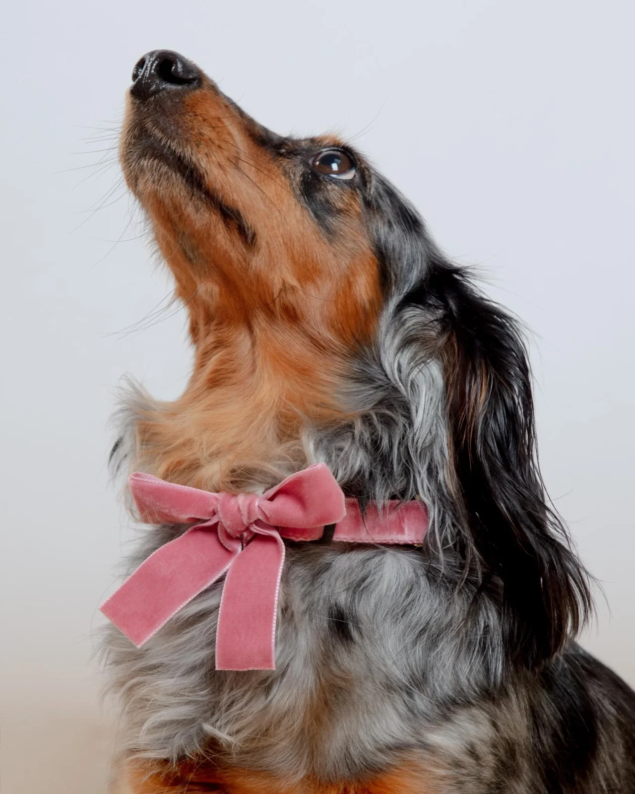 Velvet Bow Dog Collar Accessory in Primrose (Made in the USA) - Image 2