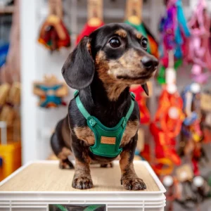 Comfort Dog Harness in Green