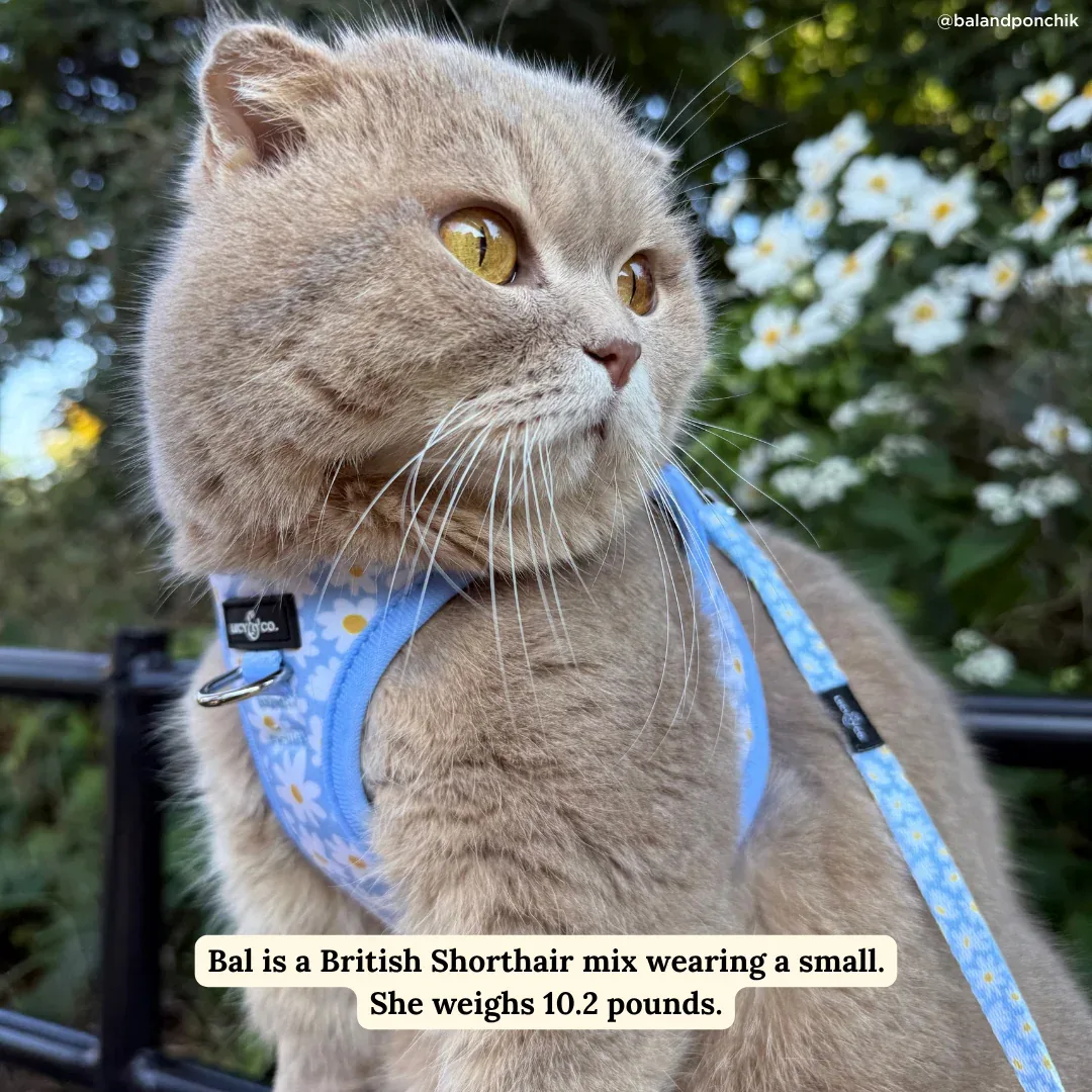 Simply Splendid Cat Leash - Image 2