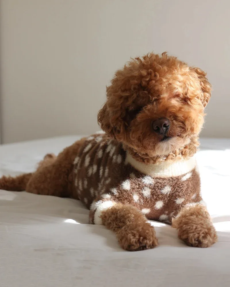 Oh Deer! Soft Cloud Dog Sweater (FINAL SALE) - Image 2