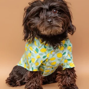 Blue Lemon Button Down Shirt for Dogs <>