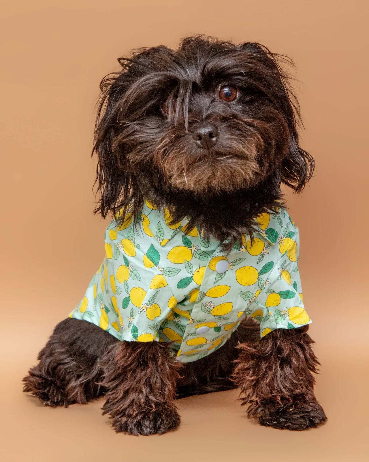 Blue Lemon Button Down Shirt for Dogs <>