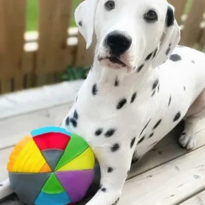 Hide N' Seek Disk Dog Toy