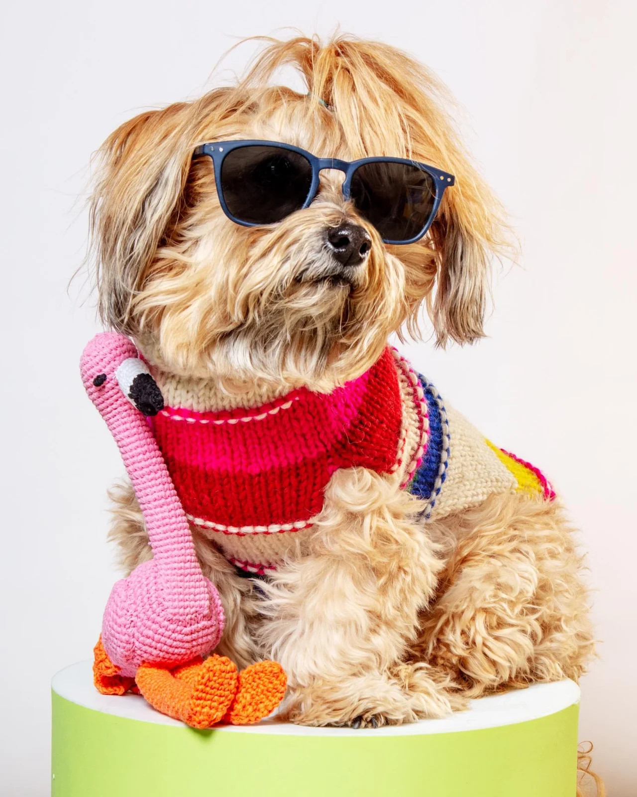 Neon Stripe Wool Dog Sweater (FINAL SALE) - Image 2