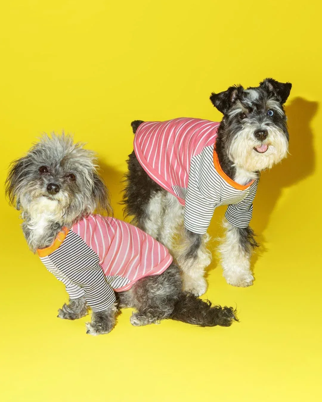 Pink & White Crazy Striped Dog T-Shirt (Made in the USA)