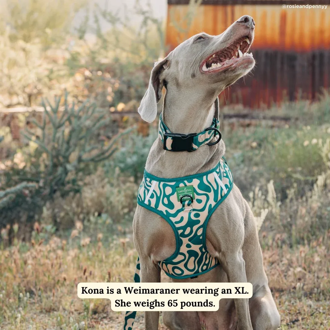 Lucy & Co. x Parks Project Geyser No-Pull Harness - Image 2