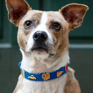 New York City Waterproof Dog Collar (Dog & Co. Exclusive)