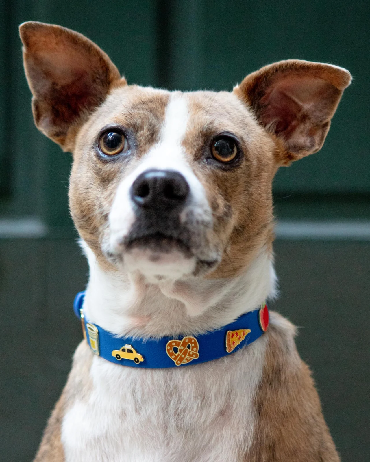 New York City Waterproof Dog Collar (Dog & Co. Exclusive)