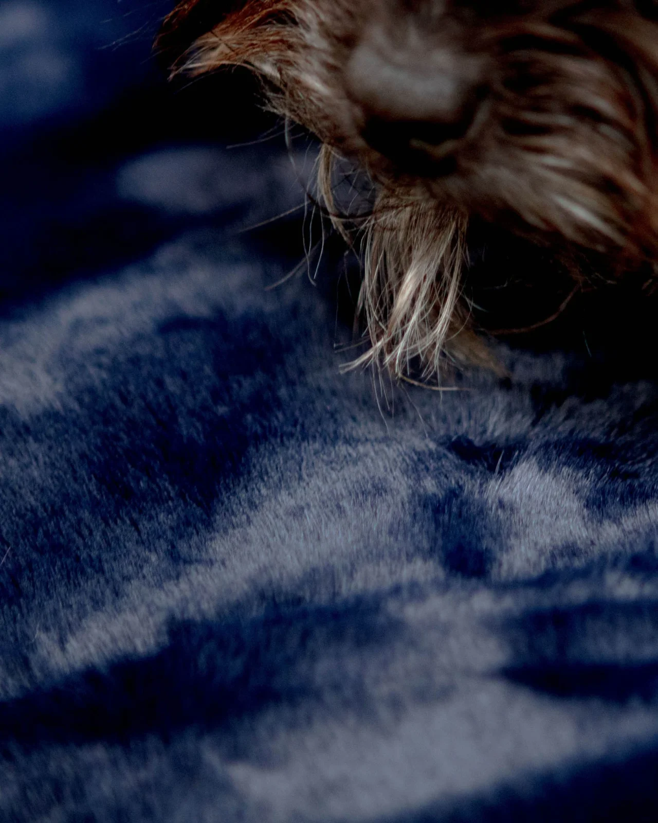 Mini Faux Fur Brady Dog Blanket in Navy - Image 2