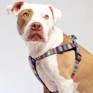 Step-In Dog Harness in Rainbow Serape & Leopard (Made in NYC) (SIDEWALK SALE)