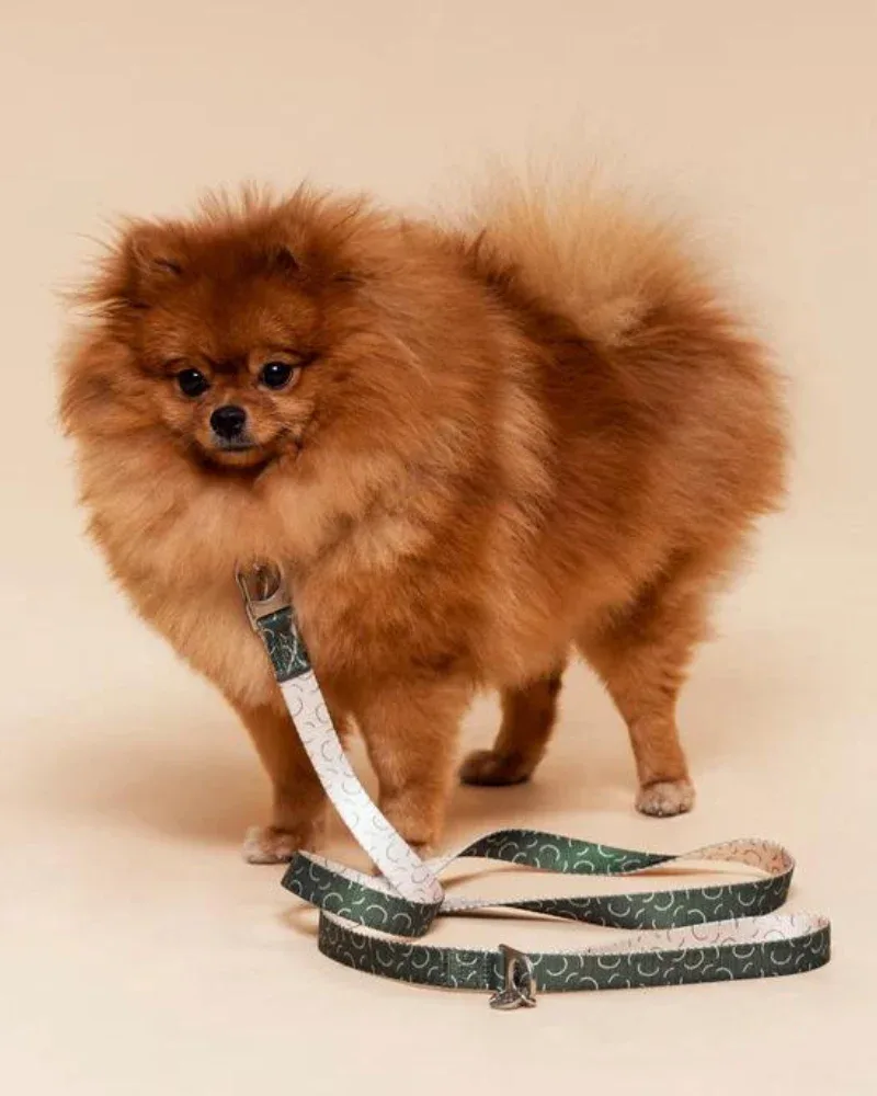 Sabine Vegan Dog Leash (FINAL SALE) - Image 2