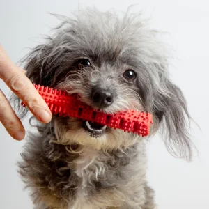 Dual Action Natural Rubber Toy Treatbrush for Dogs