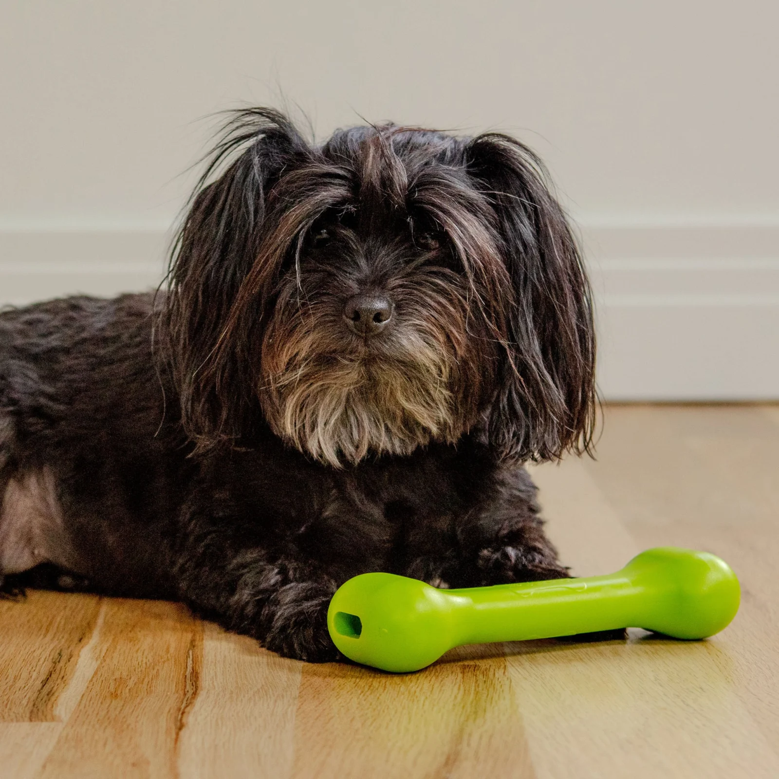 The Perfect Bone Dog Toy in Safety Green (Made in the USA) - Image 2