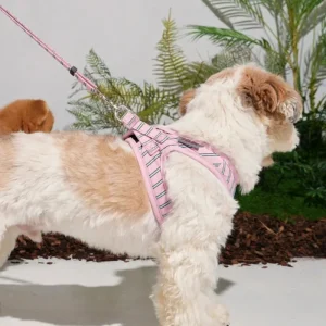 Stripe Daisy Dog Lead