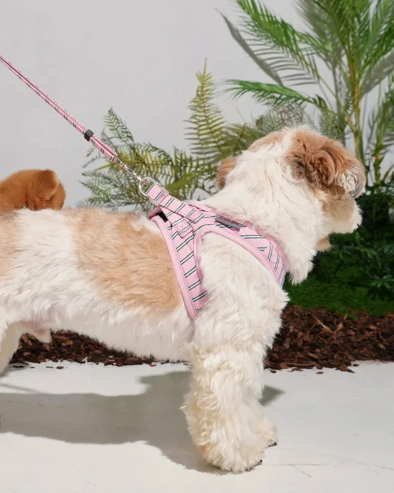 Stripe Daisy Dog Lead