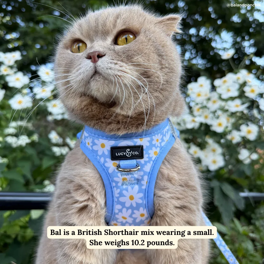 Simply Splendid Step-in Cat Harness - Image 2