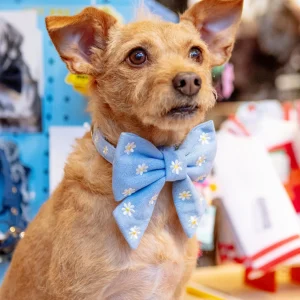 Daisy Embroidered Lady Dog Bow (Made in the USA)