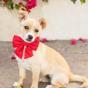 Ruby Lady Dog Bow