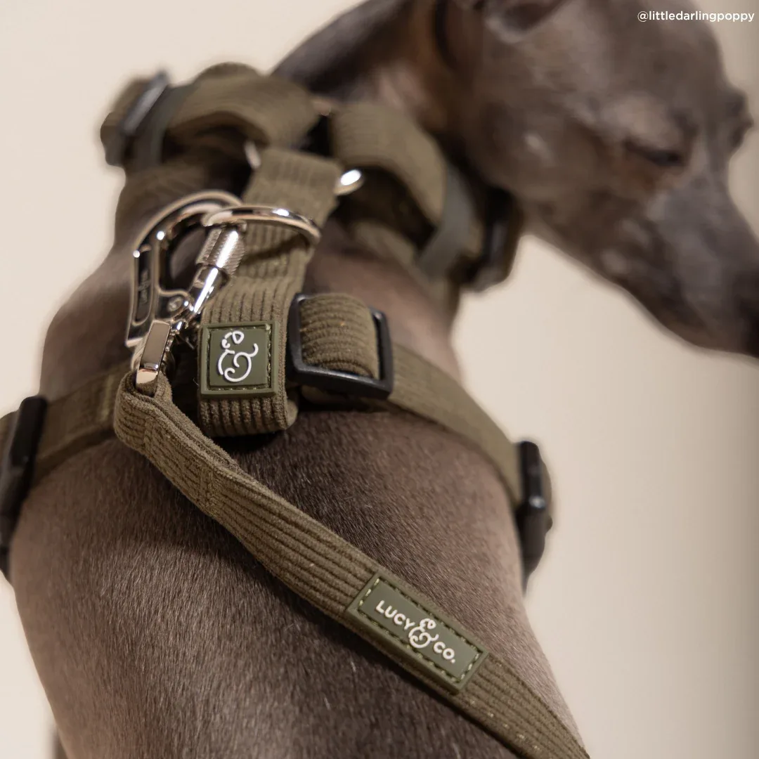 Take a Hike Corduroy Leash - Image 2