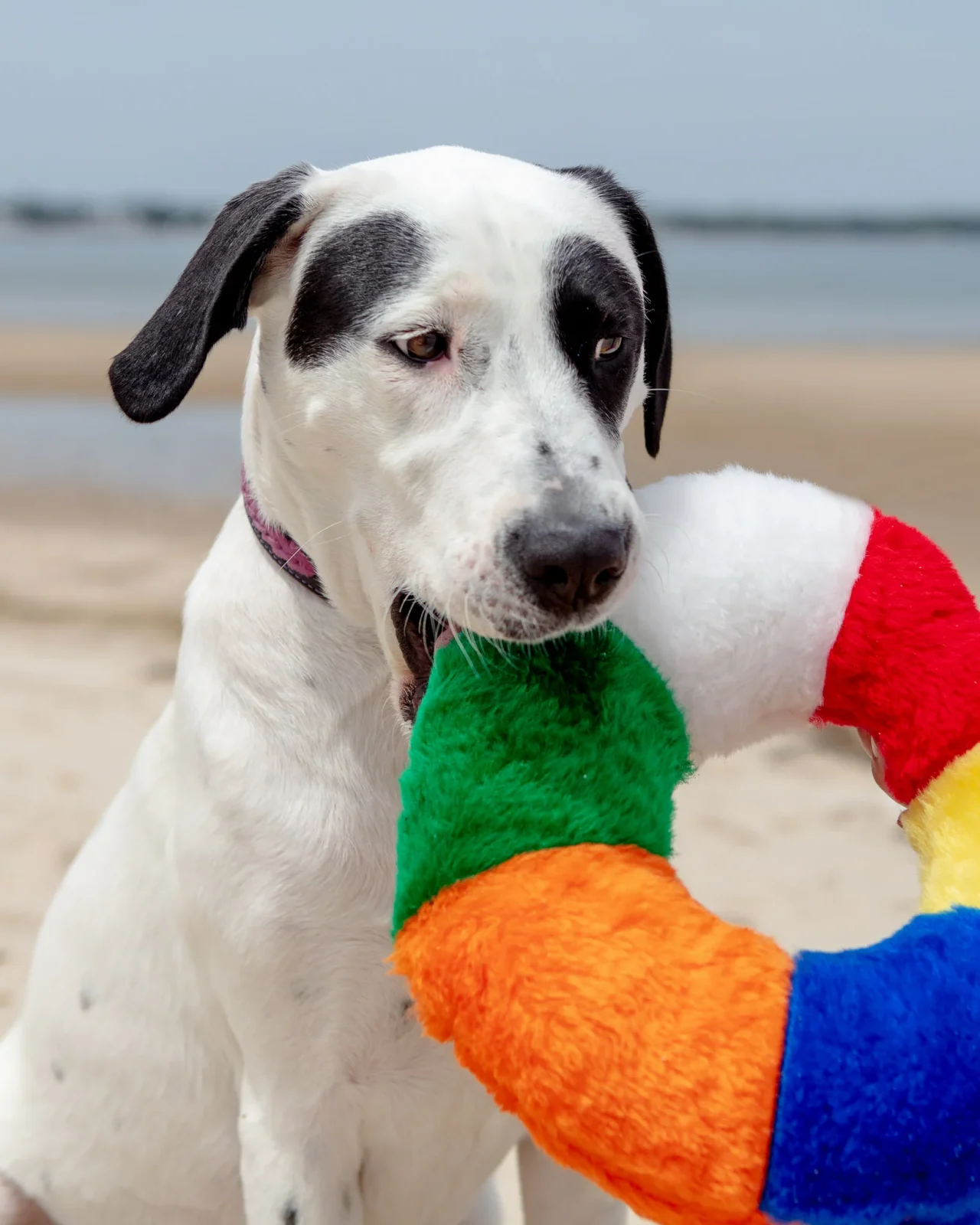 Innertube Plush Dog Toy (Made in the USA) - Image 2