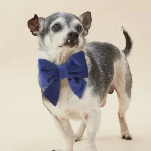 Navy Velvet Dog Lady Bow (Made in the USA) (FINAL SALE)