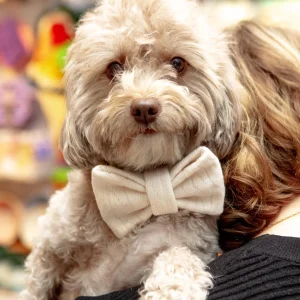 Cream Dog Bow-Tie (FINAL SALE)