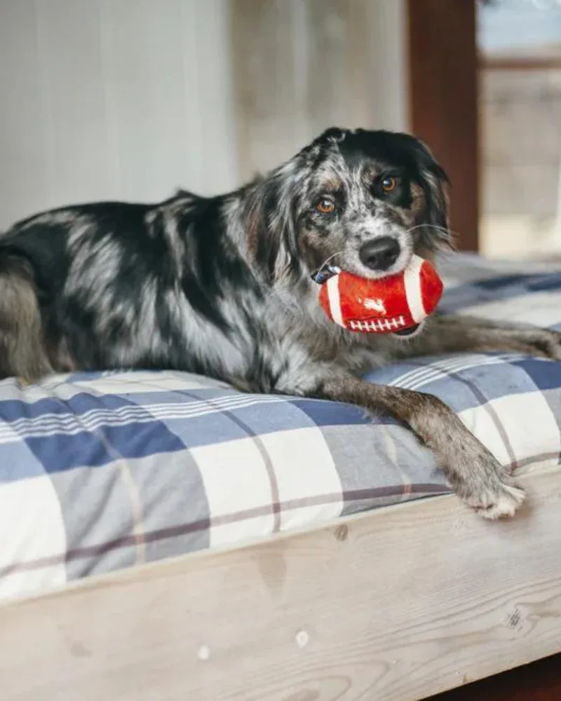 Fido's Football Squeaky Plush Dog Toy - Image 2