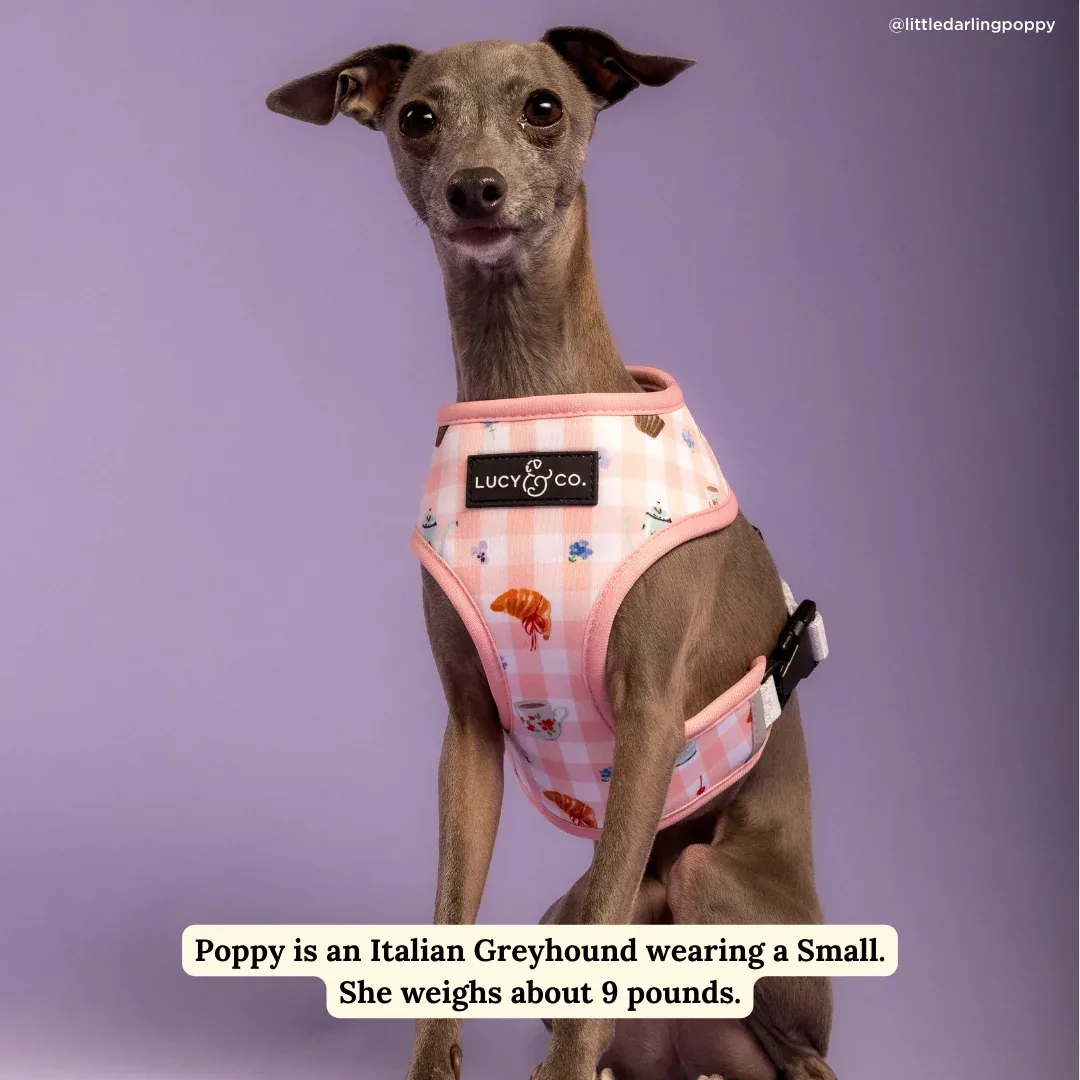 Sipping Slowly Reversible Harness - Image 2