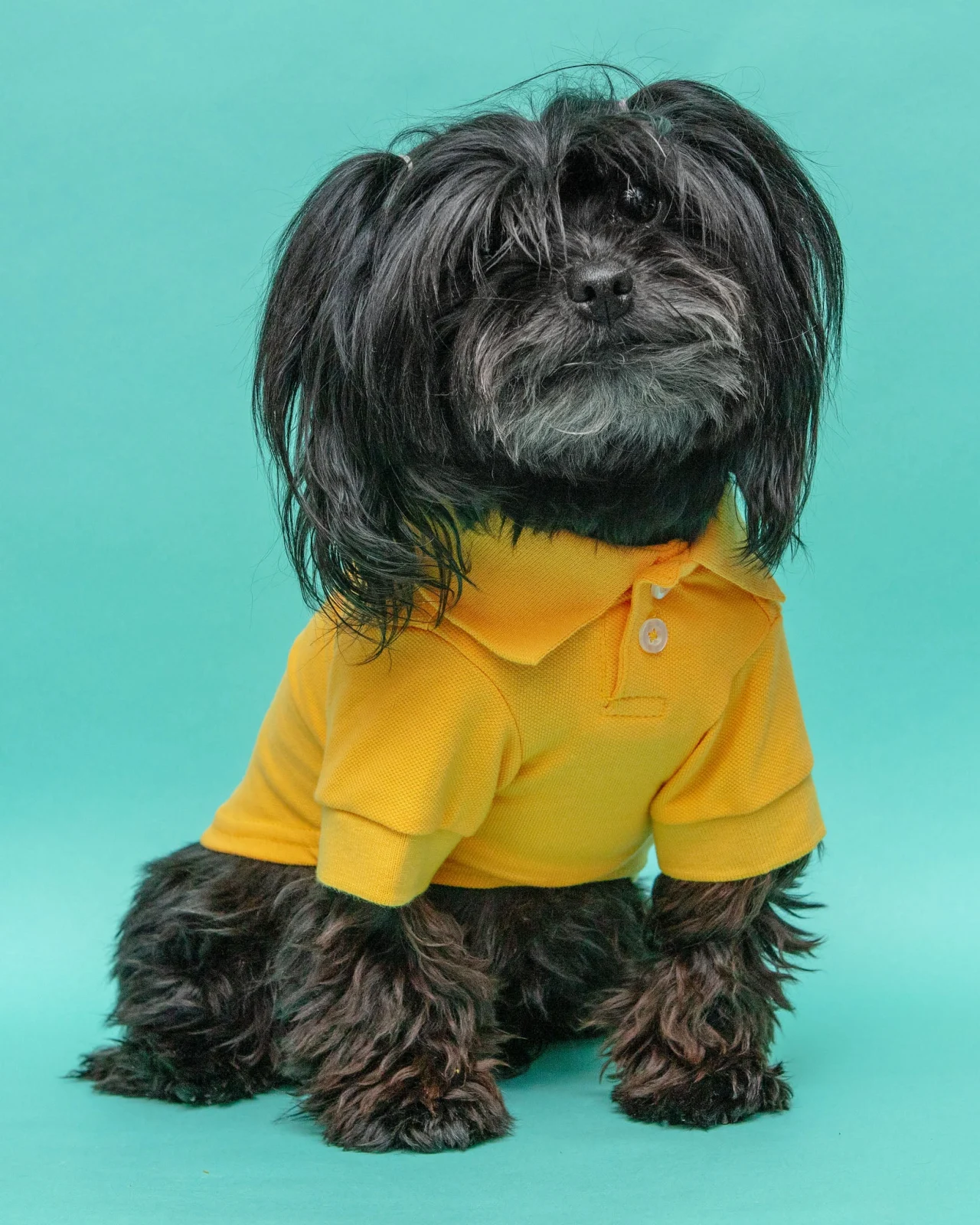 Ray of Sunshine Doggie Polo Shirt <>